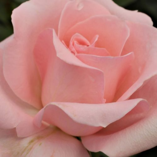 Rosa Katrin - rosa sin fragancia - Árbol de Rosas Híbrido de Té - rosal de pie alto - rosa - GPG Roter Oktober, Bad Langensalza- forma de corona de tallo recto - Rosal de árbol con forma de flor típico de las rosas de corte clásico.